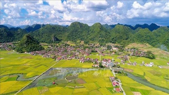 Annual Bắc Sơn Golden Rice Season Festival launched, featuring traditional activities