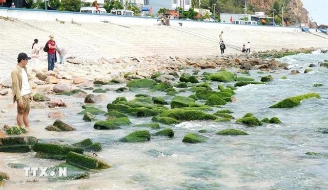 Nhơn Hảis moss-covered rock beach: A must-visit destination in Bình Định
