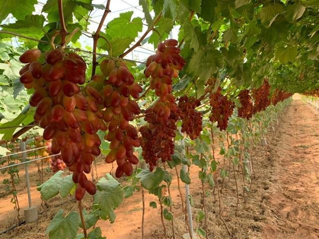 Bình Thuận to pursue agricultural tourism