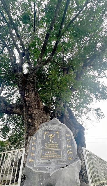 A tree of tradition: celebrating a millennium of life in Phú Thọ
