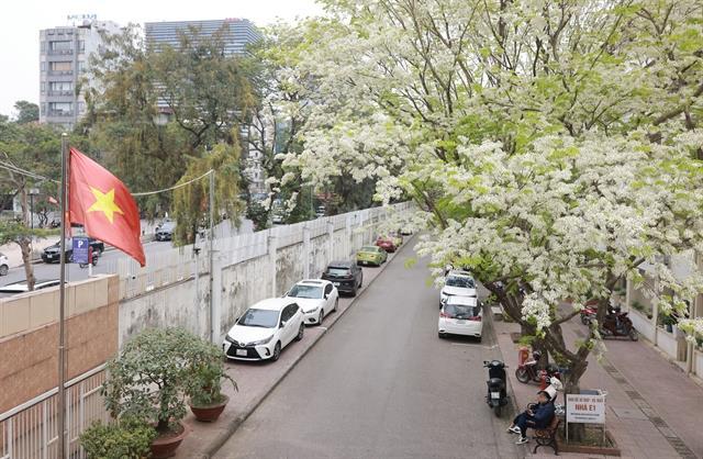 Fragrant rosewood blossoms add a poetic touch to Hà Nội