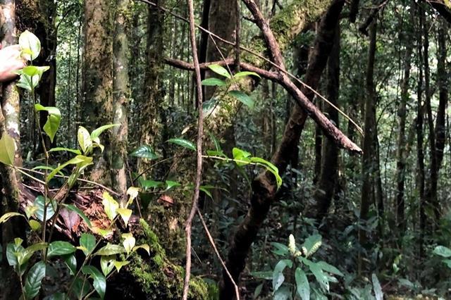 Discovering the majestic tea forest in the Central Highlands