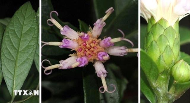 New plant species discovered in Phong Nha – Kẻ Bàng National Park
