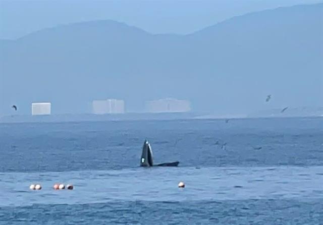 Whale frequents Nha Trang Bay, authorities strengthen protection measures