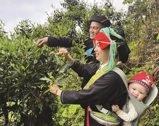 Treasure from the Tây Côn Lĩnh Highlands